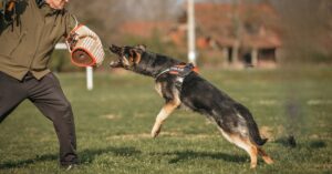 Protection dog trainer