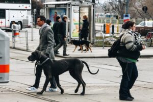 Dog walking in city